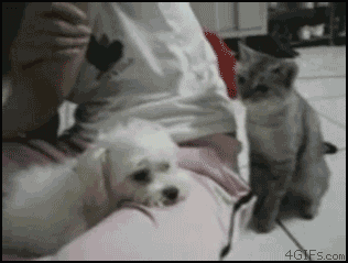 Daro_ufo - A niektóre koty robią tak... ( ͡° ͜ʖ ͡°)ﾉ⌐■-■
