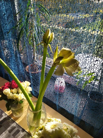 Gasikfps - Ktoś wie co to za kwiat?
#roslinkarosnie #kwiaty #botanika #kiciochpyta