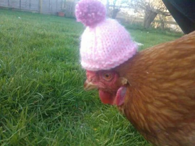 DzienDobryPanstwu - Nie ma czasu na wyjaśnienia. Plusujacie kure w czapce! #kura