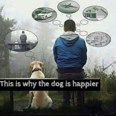 kopszmercen - Oto dlaczego psy są szczęśliwsze od ludzi