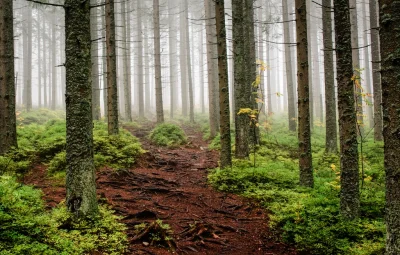 notdot - #fotografia #tatry #mgla #nikon #las