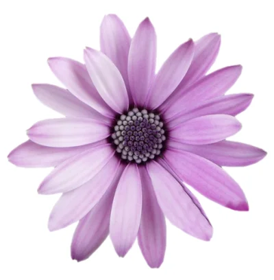 marnex - @marnex: 

Flower (najlepiej aby komórka miała kształt kwiatka)