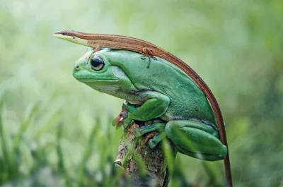 j.....n - Zdjęcie żaby ubranej w jaszczurkę ...

#fotografia #niemojealedobre #natu...