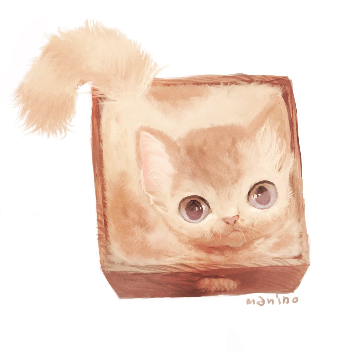 Котенок в коробочке на белом фоне
