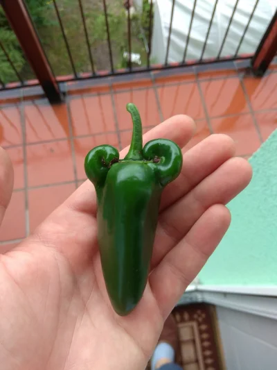 Yggas - Moje najsilniejsze Jalapeno jakie kiedykolwiek wyhodowałem :D

#chilihead #ch...