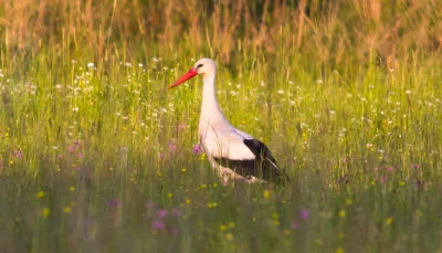 schriker - Szybki test 55-300mm nikkora

#fotografia