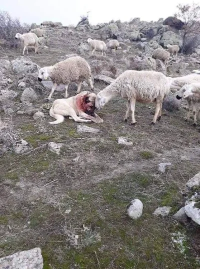 afc85 - owca dziękuje psu pasterskiemu, który uratował ją przed atakiem wilka

pies...