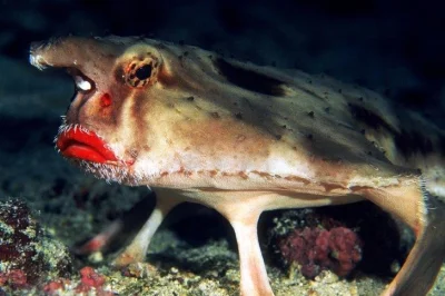 Galaktoboureko - Nietoperz morski.
Zwany po angielsku Red-lipped Batfish występuje n...