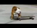 M.....K - Pies który nauczył jeżdzić się na deskorolce ( ͡° ͜ʖ ͡°)

Właściciel uważa,...