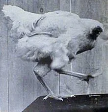 fineee - #ciekawostka 

Mike - Bezglowy Kurczak (1945 - 1947) jest to kurczak ktory...