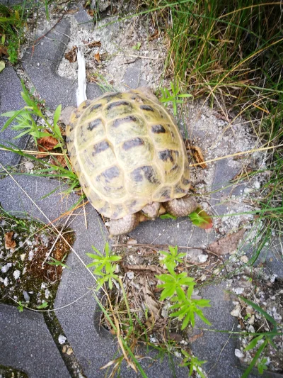 Pawlis - Ej Mirki 
Znalazłem żółwia na ulicy XD Co z tym zrobić? 
#gownowpis #kicioch...