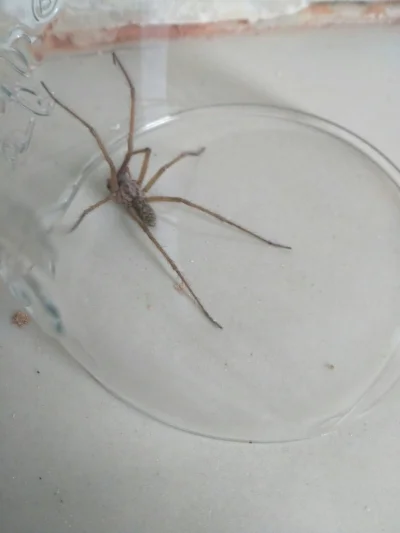 M.....o - Wczoraj przeprowadzałem akcję ratowniczą wielkiego pająka z mojego pokoju, ...