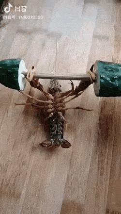 EtaCarinae - #spongebob #pdk