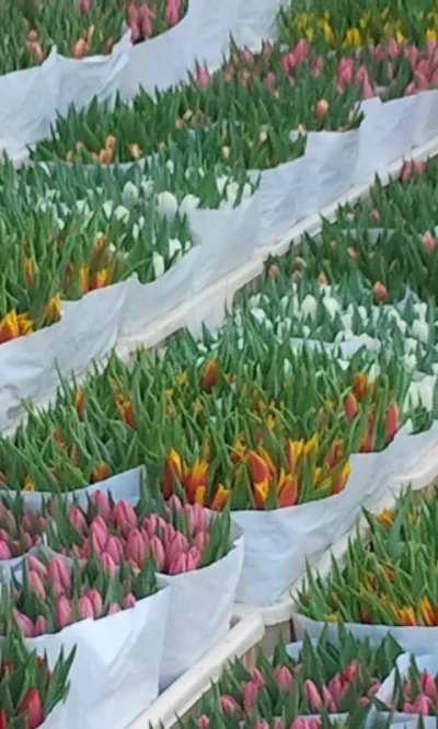 ewcikson - #kochamtulipany dla gehi z bloemenmarkt #amsterdam