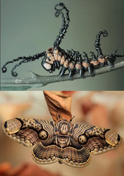 GraveDigger - Prawdziwie przerażający motyl i gąsienica, z jakiej powstaje (Brahmaea ...