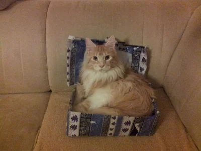 gorfag - Zostawić na chwilę pudełko z #wykopoczta :D



@musli_ #pixelthecat #koty