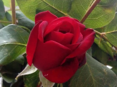 laaalaaa - Róża 80/100 z mojego ogrodu ( ͡° ͜ʖ ͡°)
#mojeroze #chwalesie #ogrodnictwo...