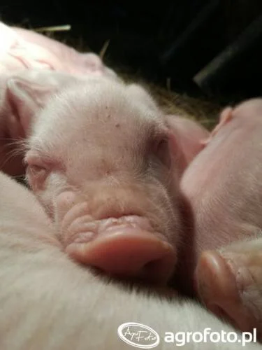 H.....a - AKTUALIZACJA

Świnek więcej od Hany nie będzie, hodowla jest powoli wygasza...