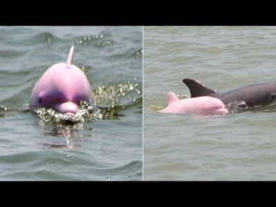 starnak - Pink dolphin named “Pinky” spotted playing in Louisiana ship channel