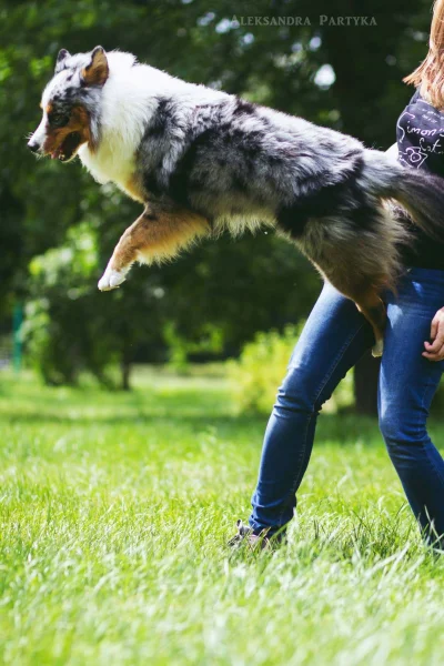 Zaff - Uwaga, latający pies! ᶘᵒᴥᵒᶅ

#pokazpsa #psy #osiemtopies