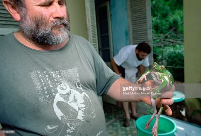 Papja - @fishery: któreś Litoria też chce mieć ( ͡° ͜ʖ ͡°). Ale największym marzeniem...