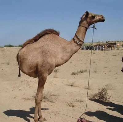 Kosciany - #smiesznypiesek

This Camel in Saudi Arabia had lost half it’s body when...