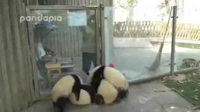 likk - #panda #pandysazajebiste #gif #zwierzaczki

http://i.imgur.com/5pjwkem.gifv