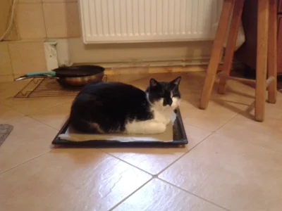 kasiek_pwr - a mój kot wpadł dzisiaj na genialny pomysł - zastosowanie wyjętej z piek...