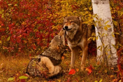 Wulfi - krajobraz jesienią

#wilk #wilki #zwierzeta #zwierzaczki #smiesznypiesek - ...