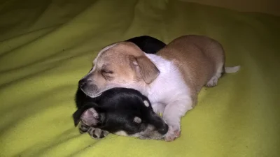 e.....t - #psy #pdk #pokazpsa 
Moje pitbule, uważajcie są bardzo agresywne od razy s...