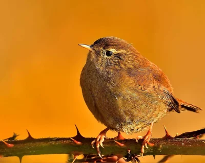 w.....r - Strzyżyk
A w komentarzu jego śpiew :)
#ptaki #ptaknadzis #ornitologia #zw...