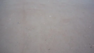 likk - bardzo żywa plaża 

#gif #malze #zwierzaczki