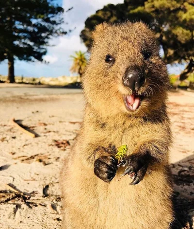 aloszkaniechbedzie - Lato trwa, jest sobota. I jak tu sie nie cieszyć?

#quokka #quok...