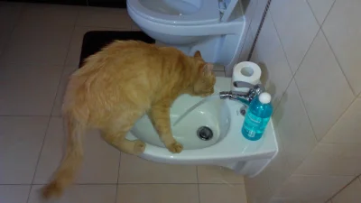 wladzien - Mój kot znalazł sobie nowy wodopój :D

#pokazkota