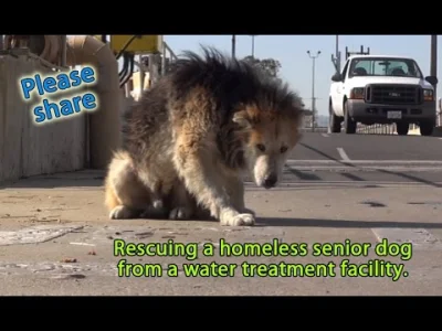 splasz - Jak oglądam te filmiki o ratowaniu bezpańskich psów to oczy mi się pocą.

...