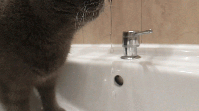 phaxi - wodo nie uciekaj prosze

#puszystapusia - tag z moim kotem do obserwowania/...