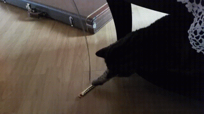 dtkb - Kocie, nie zżeraj mi strun (ʘ‿ʘ) #koty #gif #smiesznykotek #originalcontent 
...