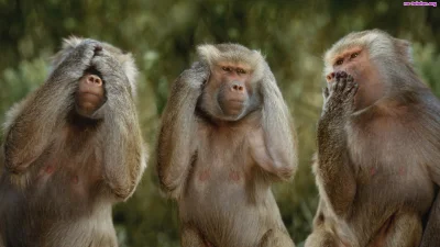 mourise - Moje trzy losujace małpki zapraszajo do kontaktu użytkownika @arrent
#wyni...