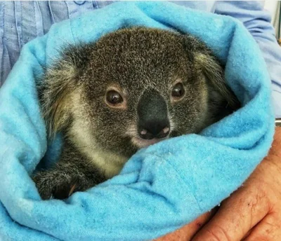 Najzajebistszy - ʕ•ᴥ•ʔ

#koalowabojowka #koala #zwierzaczki