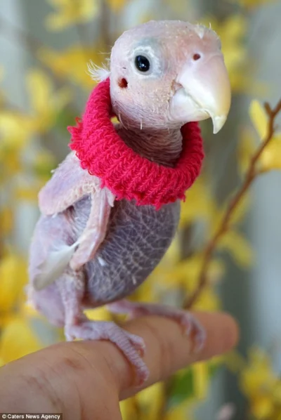 likk - #papugiwswetrach kolekcja wiosenna

#papuszkaboners #papugi #zwierzaczki

...