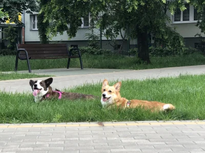 niezwykleinteligientny - Brzydki ten czempion, moje ladniejsze