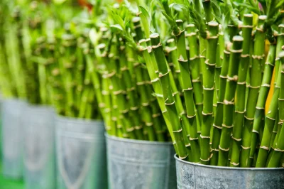 HusariaMarketing - Bambus: Odnawialne Źródło Kosmetycznych Opakowań

Bambus to ekol...