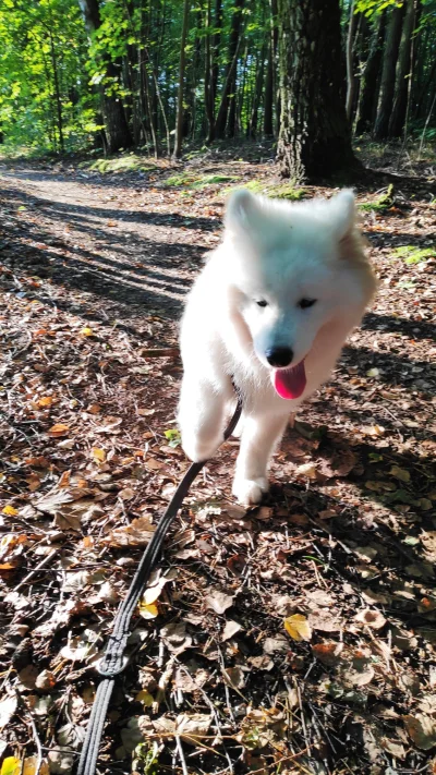 reme_k - Kto rano wstaje.. ten chodzi niewyspany
#samoyed #armiasamoyedow