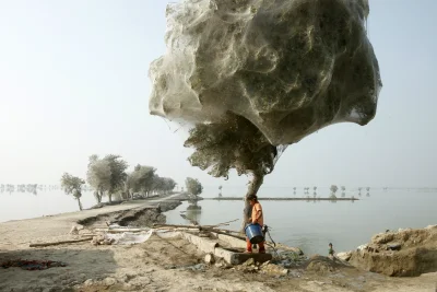 myrmekochoria - Drzewa obleczone pajęczynami po powodzi w Pakistanie, 2011 rok. Niezl...