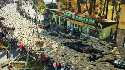 Bednar - Jesienny redyk na ulicach Szczawnicy.

#ciekawostki #fotografia #owceboner...