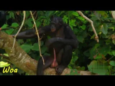 mireczki64 - W hierarchii przyrody ożywionej jesteście niżej niż bonobo, one należą d...