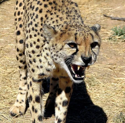 Fevx - Jakoś tak sobie pomyślałem, że nie widziałem nigdy złego geparda, zawsze one t...