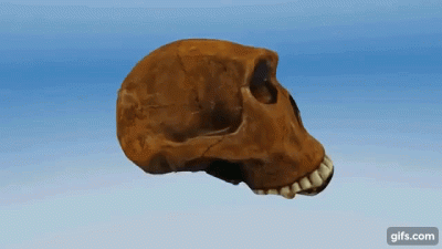 bioslawek - Rekonstrukcja Australopiteka (małpy południwej) zwanej "Homo habilis"/ ty...