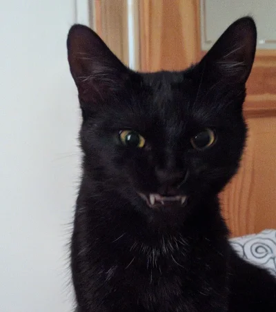 Piekliszcze - Mój bardzo groźny wampir ᶘᵒᴥᵒᶅ
#pokazkota #smiesznekotki #koty #kitku