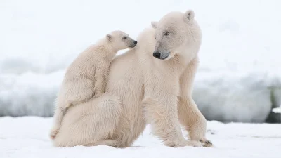zdjeciezwenszem - Dzisiaj jest Międzynarodowy Dzień Niedźwiedzia Polarnego. 
A tak t...